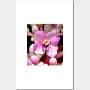 Lone Pink Flower Bloom Posters and Art